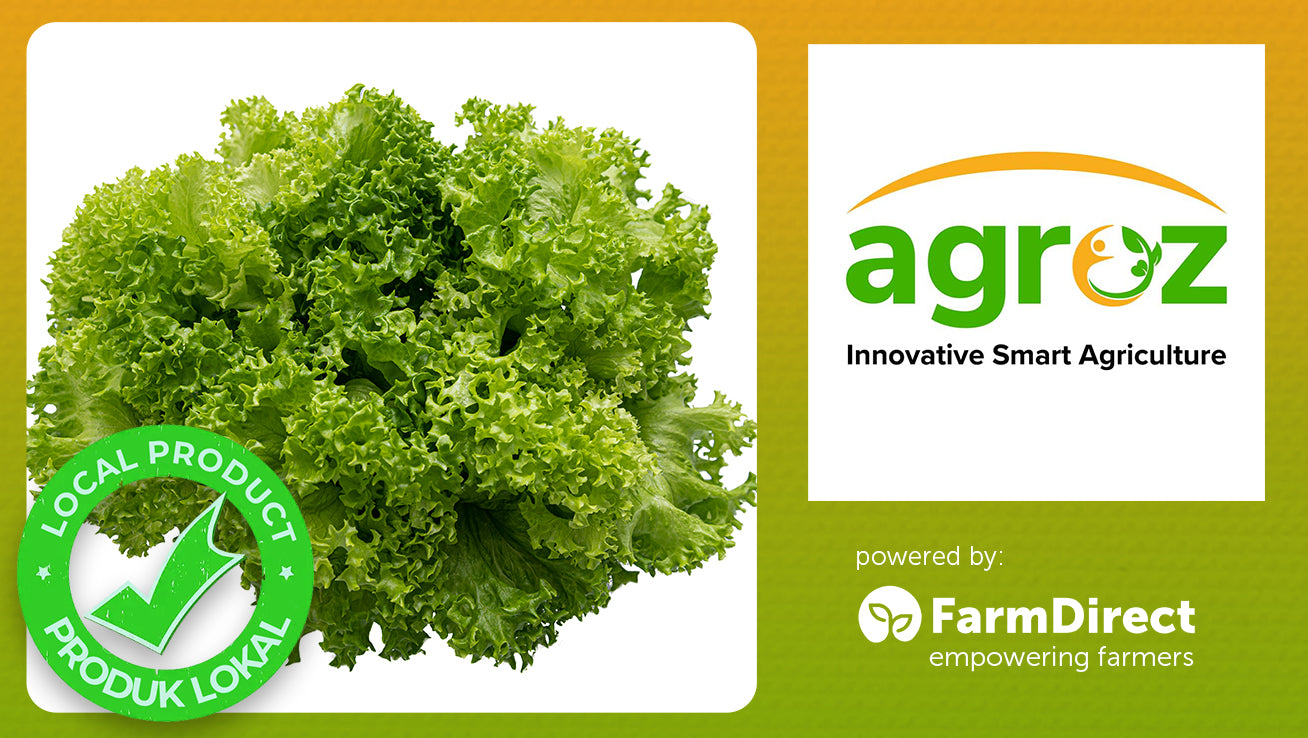 Agroz Green Coral Lettuce (2 heads/pack)
