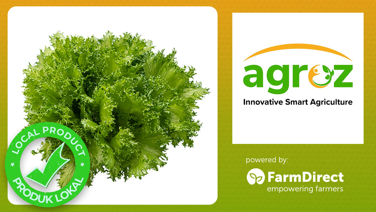 Agroz Crispy Lettuce (2 heads/pack)