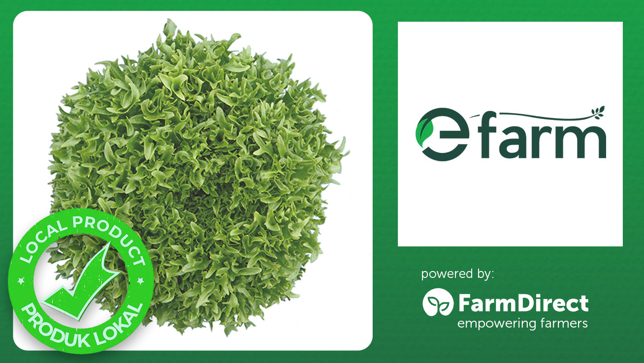 Organic Ezfrill Lettuce 200g